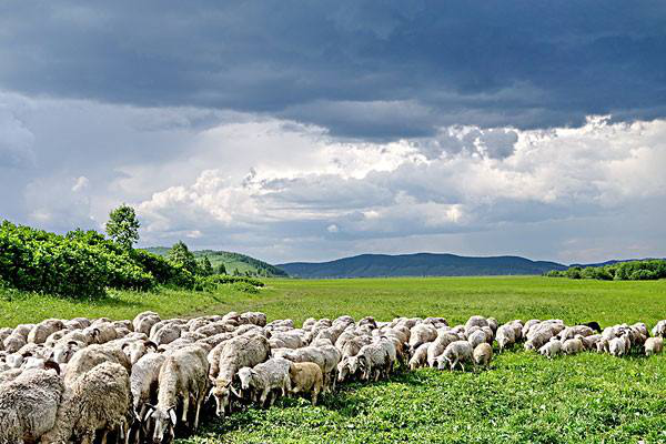 岳氏集團(tuán)考察內(nèi)蒙古興安盟烏蘭浩特有機農(nóng)產(chǎn)品、中草藥種植等相關(guān)產(chǎn)業(yè)情況